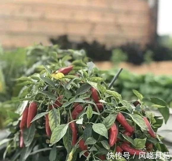阳台种辣椒有妙招,盆里加点小东西,辣椒成串,吃不完