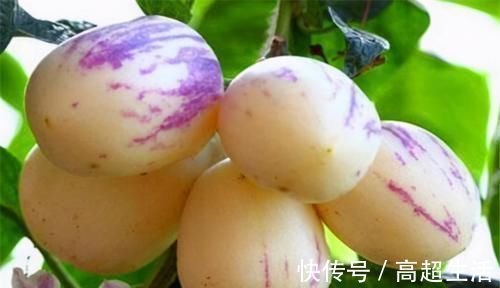 人参果|冬天来了,常吃以下3种食物,排毒养颜,还你白嫩肌肤,早吃早好