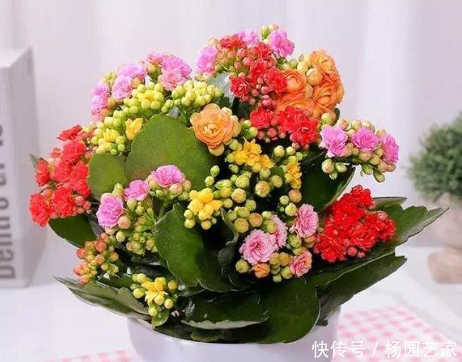 花友|4种花深受花友的喜欢,开花爆盆很简单,夏季也能疯长不停