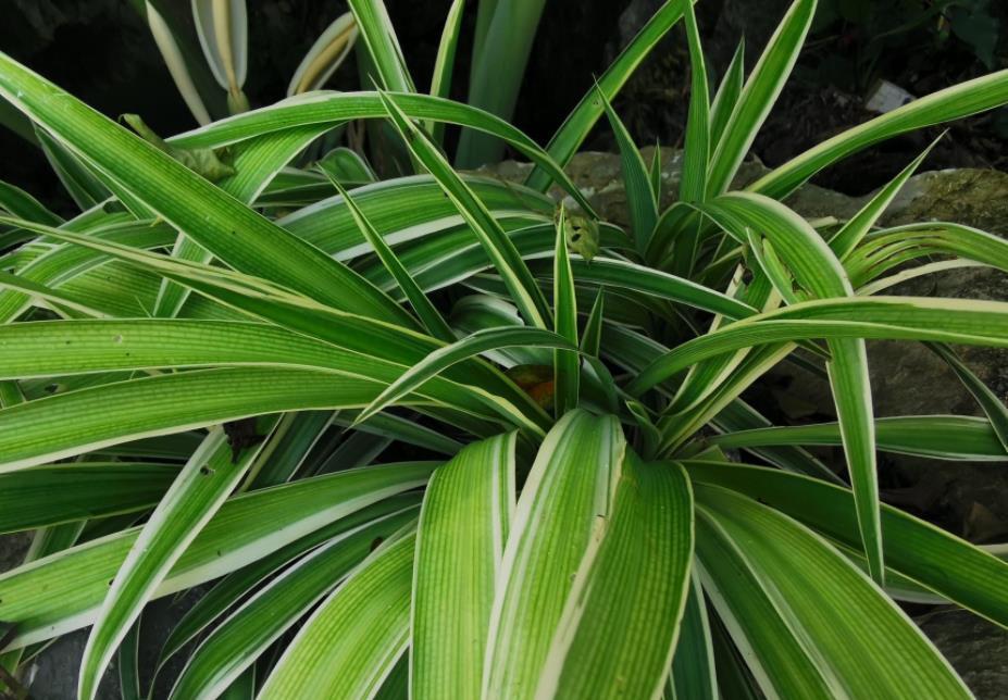 匍匐茎|夏天养金边吊兰，勤喷它，匍匐茎猛窜不停，1个月就长成瀑布