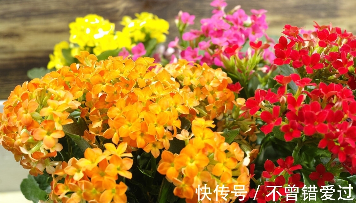 在家就能制作的养花肥水,制作方法简单,肥效好