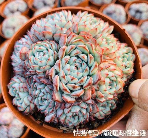 多肉植物|养棵多肉蓝姬莲，块头大长势旺，还很容易爆盆，适合新手