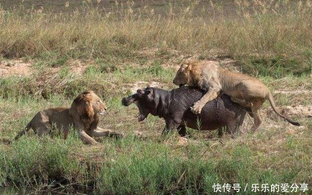 |沙雕动画,搞笑:大学生的周末安排,像极了那个时候的我们!