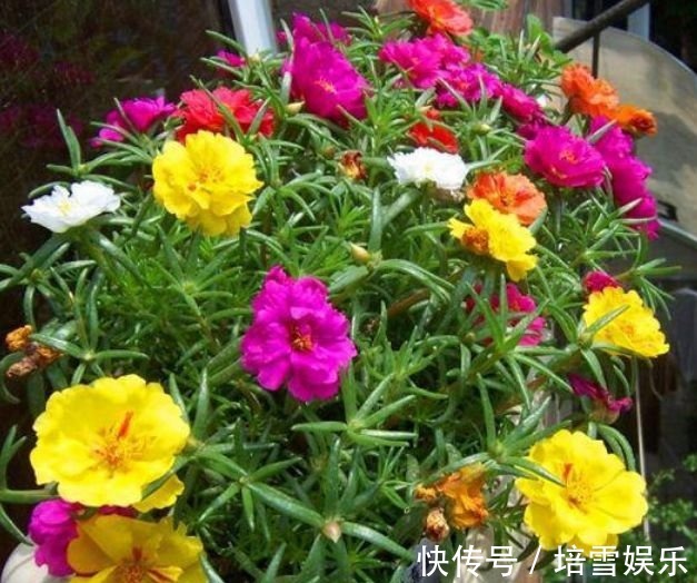 夏天养此款花卉,花开媲美玫瑰,花朵姿态万千,美