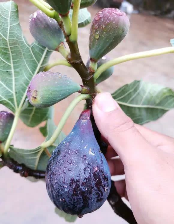 剪根粗枝插土里,2周能生根,一年长成大老桩