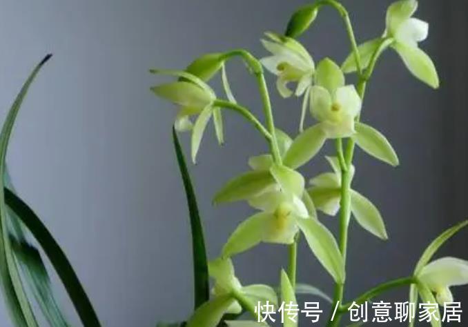 此款素心的兰花,颜值高香味清新,现在养一盆,邻居看了都羡慕