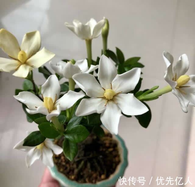 浇水|家养栀子花,每个月用两次绿色粉末,香飘满屋,花开六月底