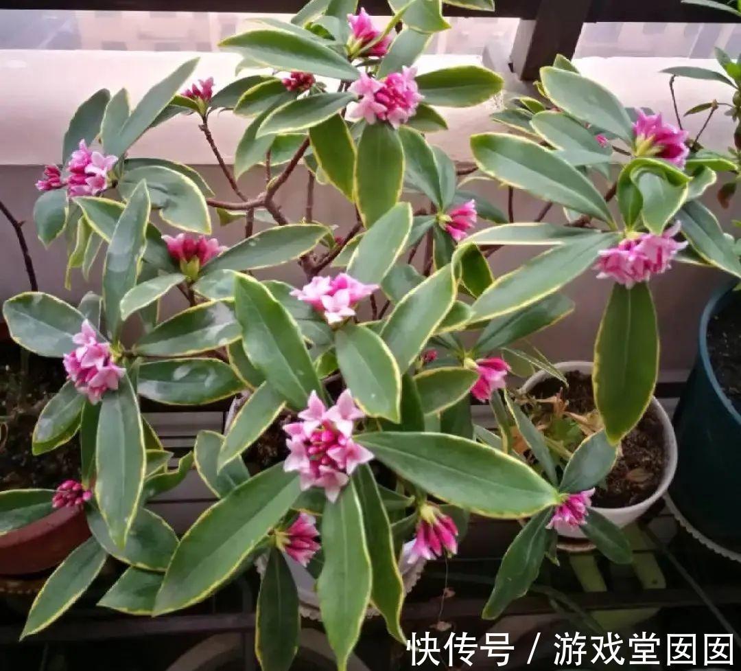 给花喷点它，叶片油绿茂密，花苞嘟噜噜冒出来