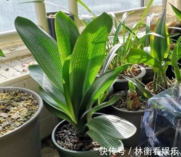 土君子兰|君子兰养了10年不开花,就是这个原因,看完就明白了!