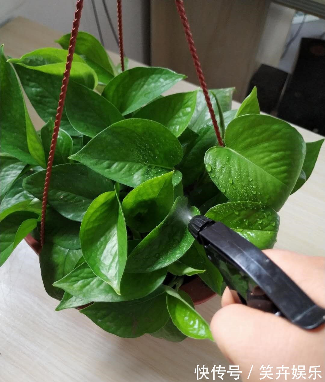 有机质|用啤酒浇花快停下,做错这一步,浇一盆死一盆!