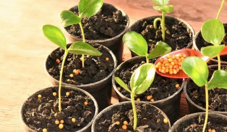 高温天气|养花施肥：高温天不小心此3点，根叶就会黑腐化水