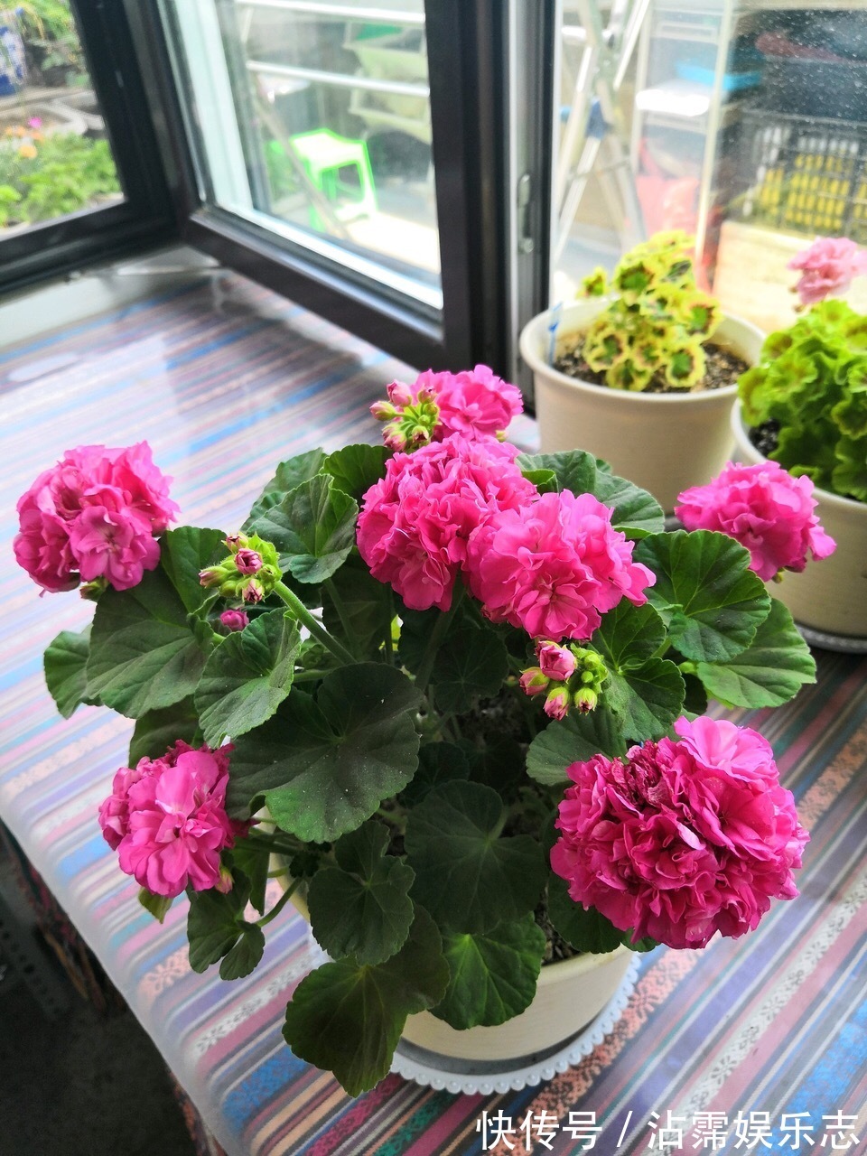 修剪|长寿花、天竺葵“快睡醒了”，准备2种肥撒盆里，9月呼呼冒