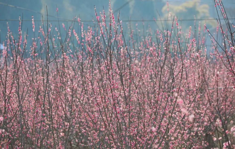 漫步春光里 遂宁 · 时光花境 春色如许