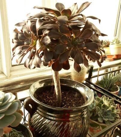 多肉长“胡须”,剪还是留只看一点就知道,养成漂亮茂盛老桩