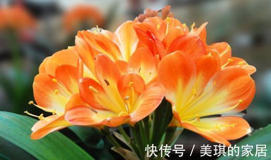 啤酒浇花有什么好处,适合什么样的花卉,怎样浇呢,我来告诉你