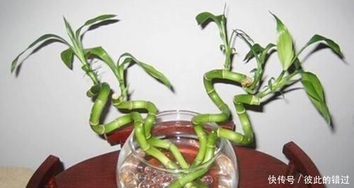 富贵竹黄叶、不生根10天一滴“酸水”扭转乾坤,叶子翠绿一倍!