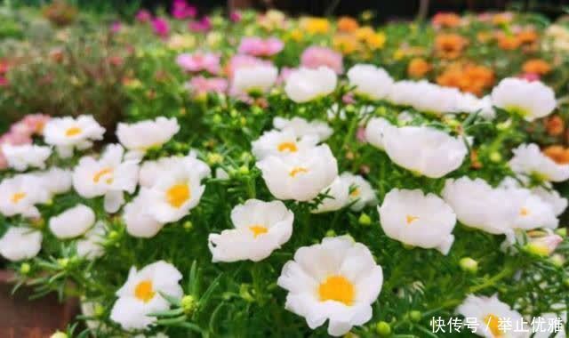 春天别光顾着施肥和浇水,8种花“见土生根”,趁着春季多繁殖