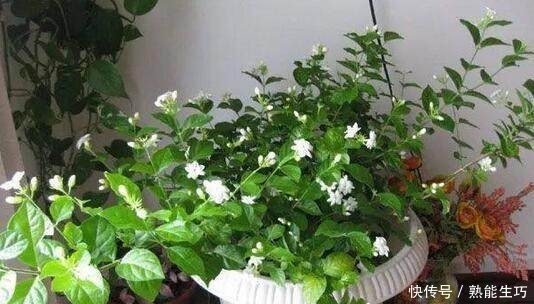 总是睡不好养这4种花,家里空气一级棒,一家老小睡得香!