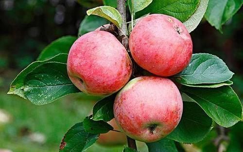 打蜡|你在早上还是晚上吃苹果?营养师:让我来告诉你在什么时间吃好