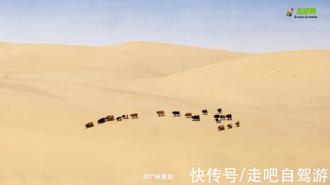 景区|额济纳“黄金盛宴”来了！住景区，穿越无人区峡谷，错过要等一年