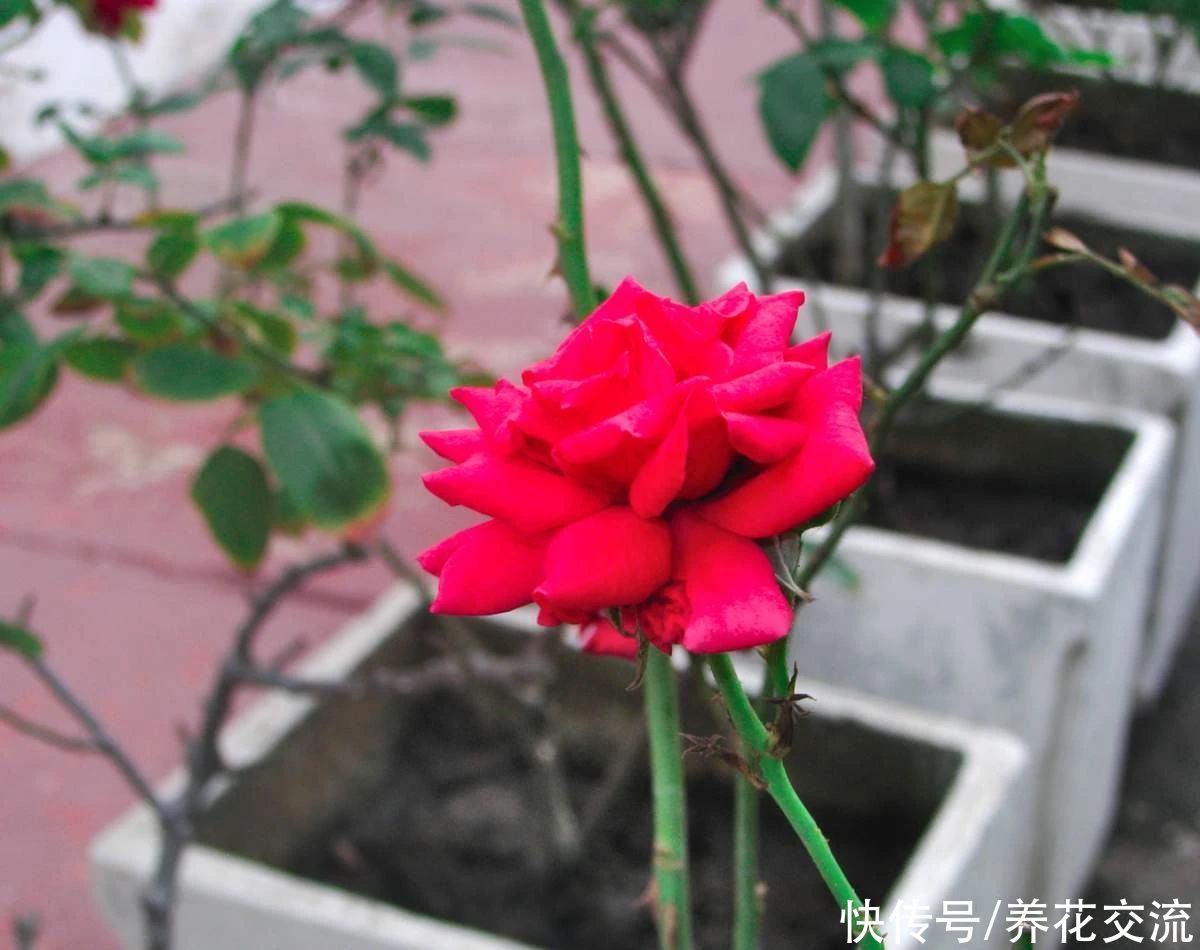 指南|盆栽月季度夏指南，夏季预防病虫害和促花技巧