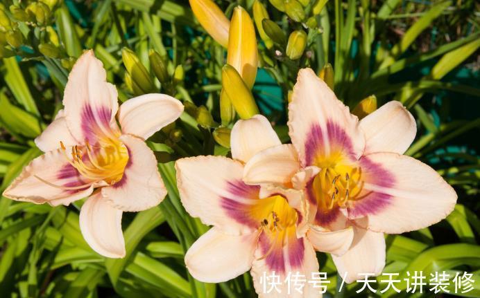 院子|名字巨土但超牛掰的花草，有院子不种可惜了