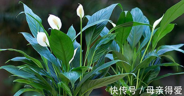 8种“漂亮花”别晒大太阳,一晒就耷拉,客厅不见光,养成绿森林