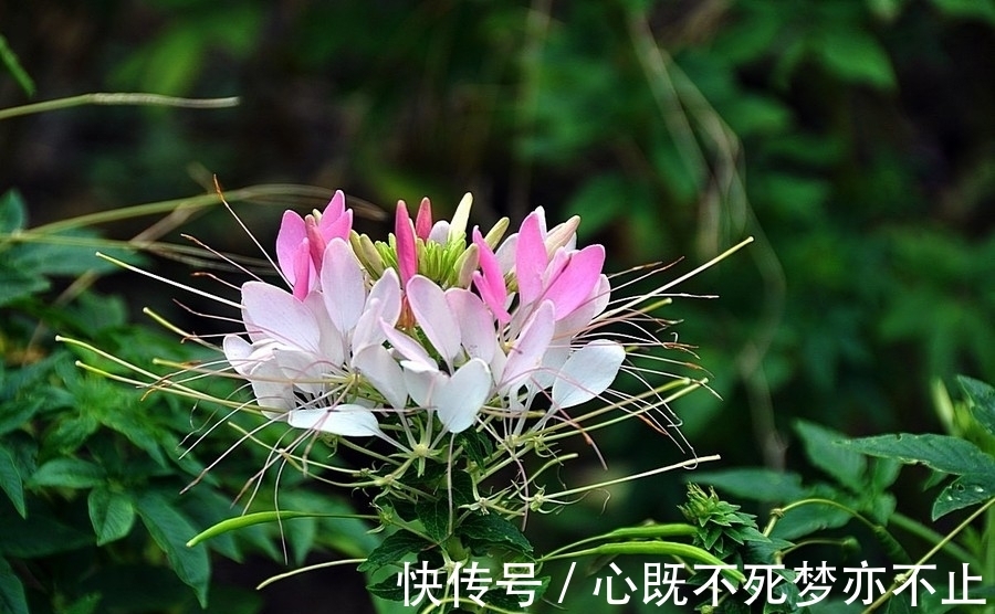美丽的心|此花似蝴蝶飞舞，常常迷倒飞舞的蝴蝶，被誉为“神秘之花”