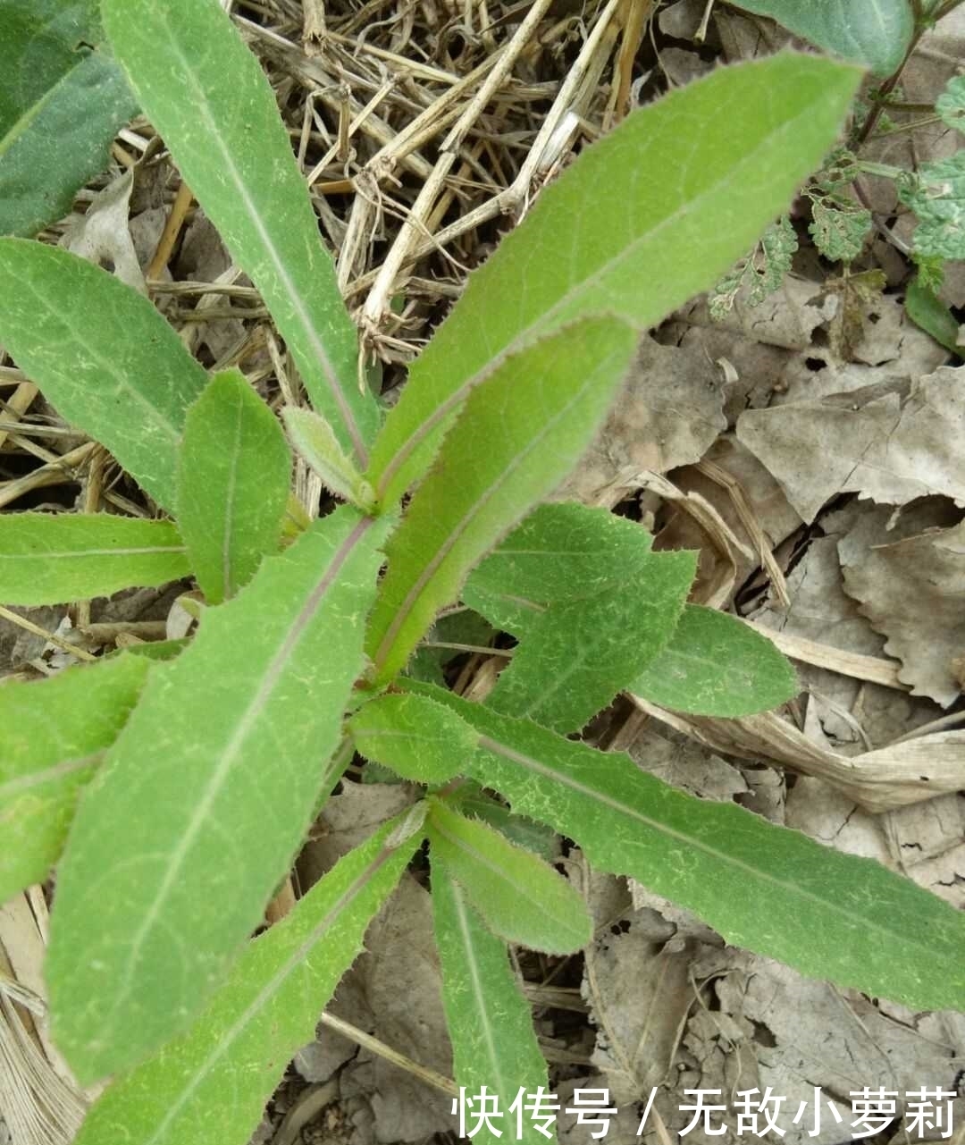 野菜|春季挖这几种野菜好吃又养生