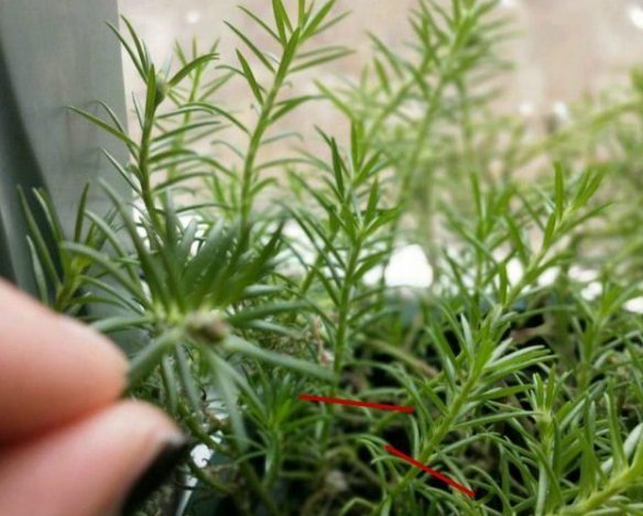 长寿花|4种花,喜欢“掐”掐得越多,就越不容易长出浓密的门户