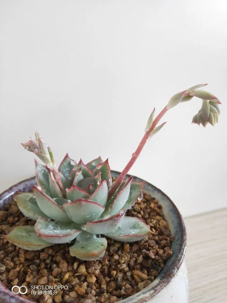 状态一般的多肉们，在我这儿已经是最美的存在了！
