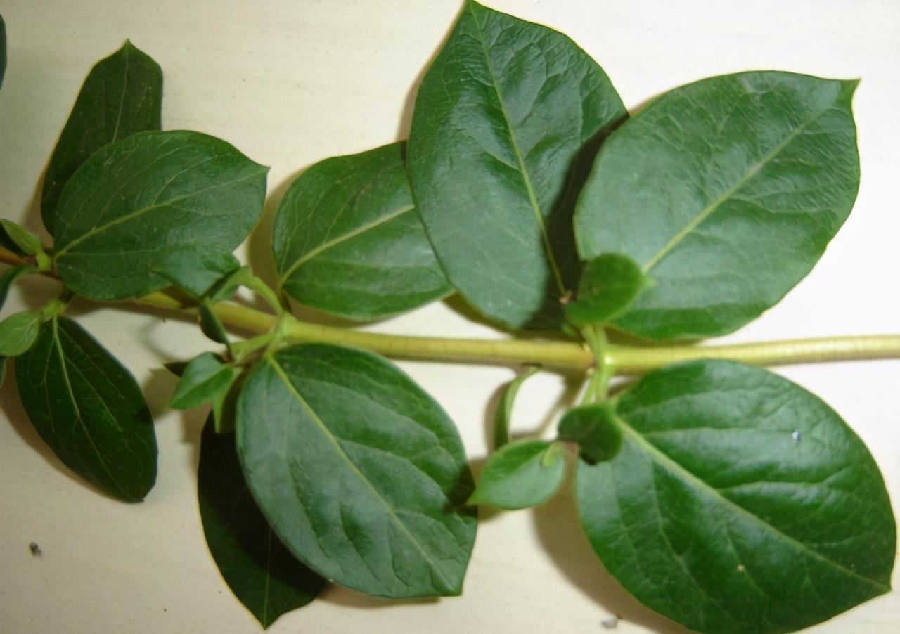 繁殖|4种花,摘一个枝条插盆里,很快就长叶长根,当年就开花