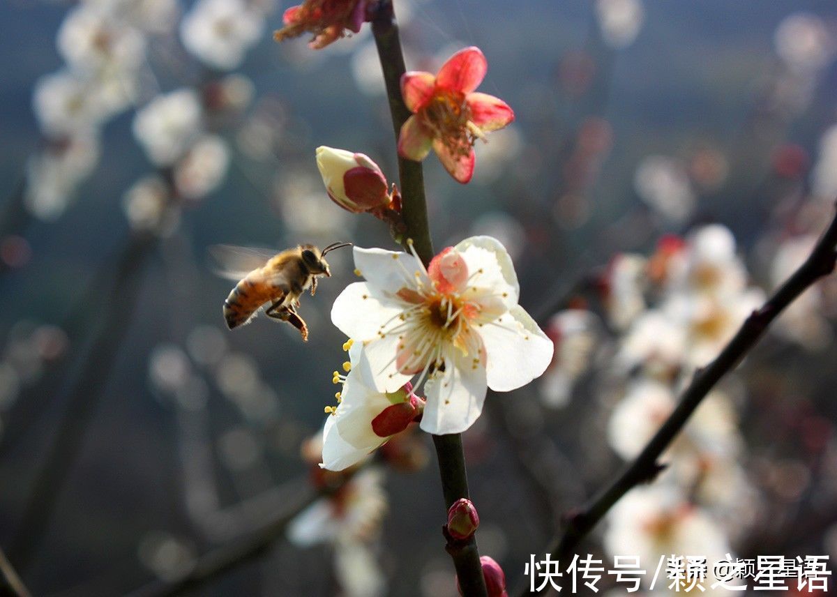 赏梅地|今年春节哪儿去？宁波16处赏梅地，春节就是赏梅节