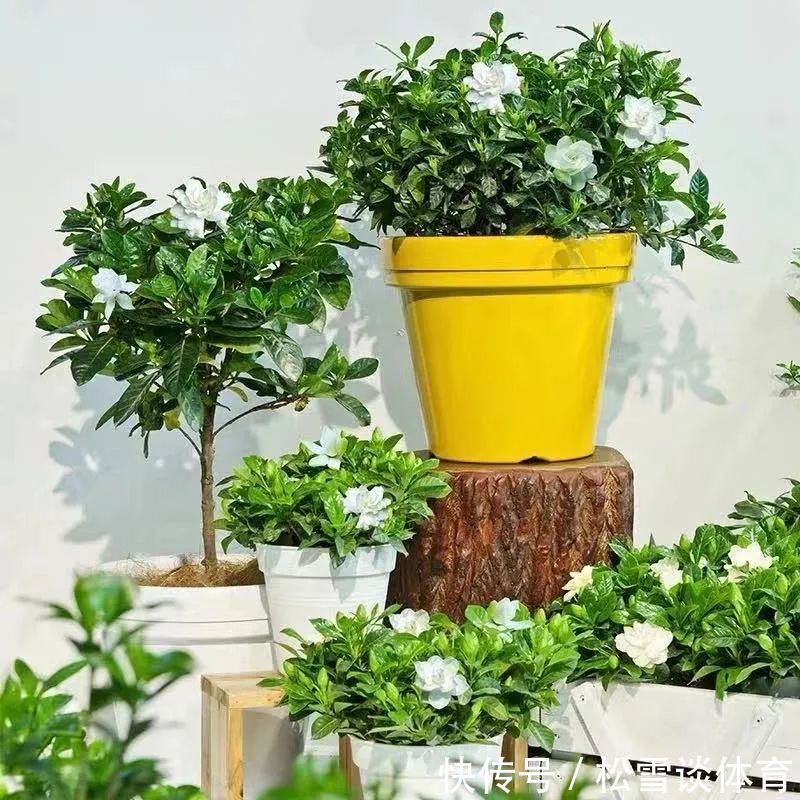 光照|五种公认不好养的花,养一盆死一盆,新手要慎养,小心白花钱!