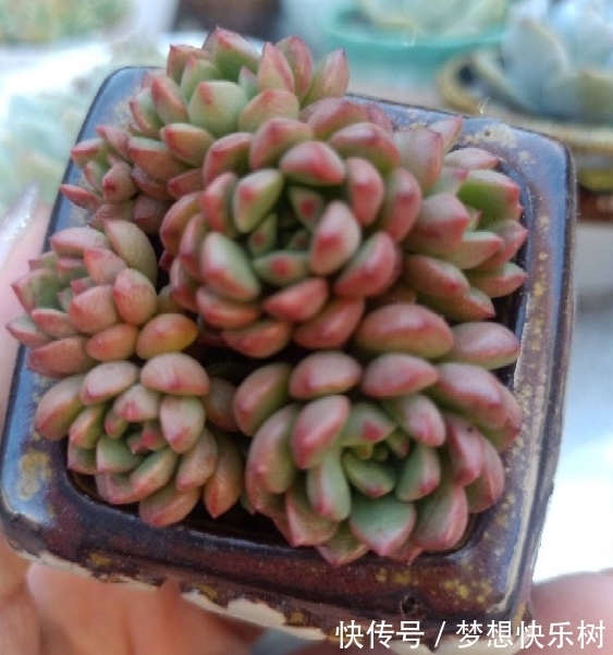 浇水|红宝石由绿变红，只需注意这5点，从众多肉中脱颖而出