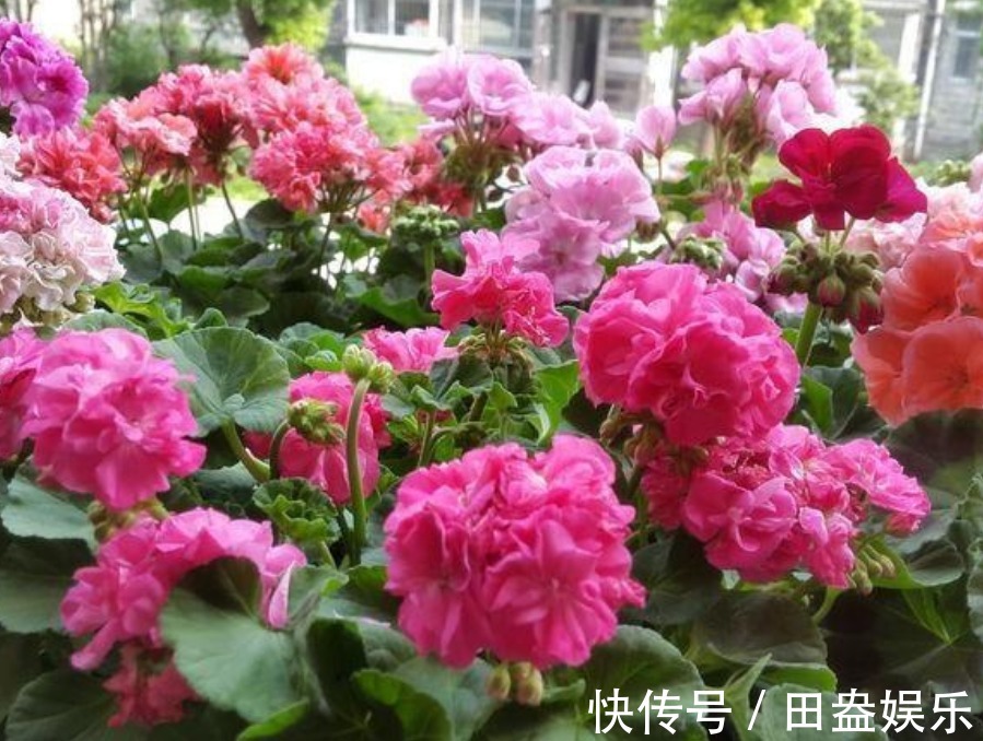 阳台爆盆首选，开花量大，花期长，懒人新手都能养，美爆阳台！