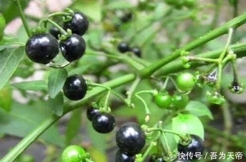 农村|农村这些野草野果不能乱吃，不然会中毒，这野草野果你都认识吗