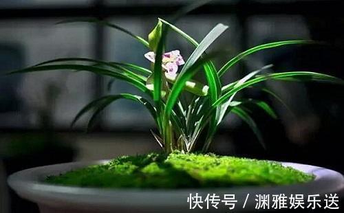花期|这4种花发现不长个,直接关在“小黑屋”,枝干壮实,花期能提前