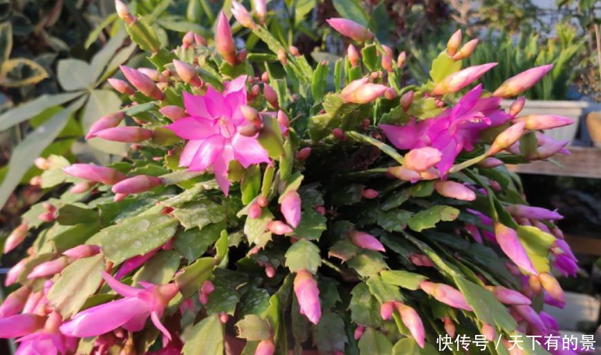 养蟹爪兰要舍得“掰”,生长季节长叶多,花期才能花开不停