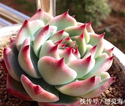 阳台也能养出漂亮多肉,这5款莲座肉肉,好养又省心,新手放心养