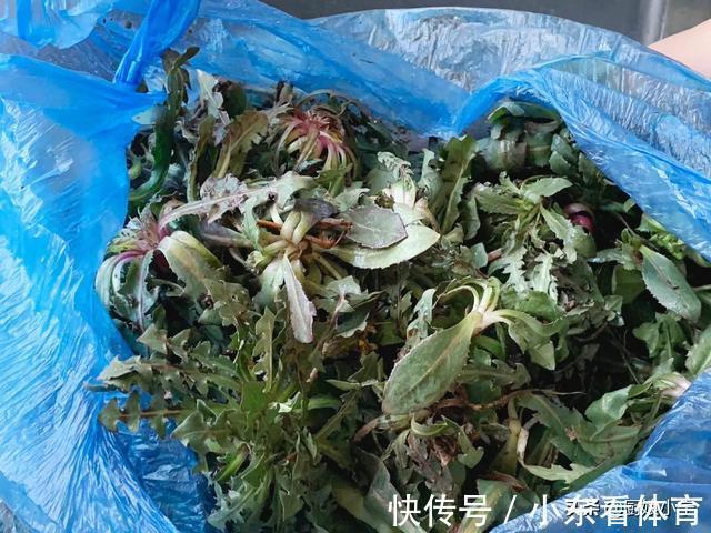 吃肉|3月,宁可不吃肉也要吃这菜,维A是苹果10倍,包饺子太香了