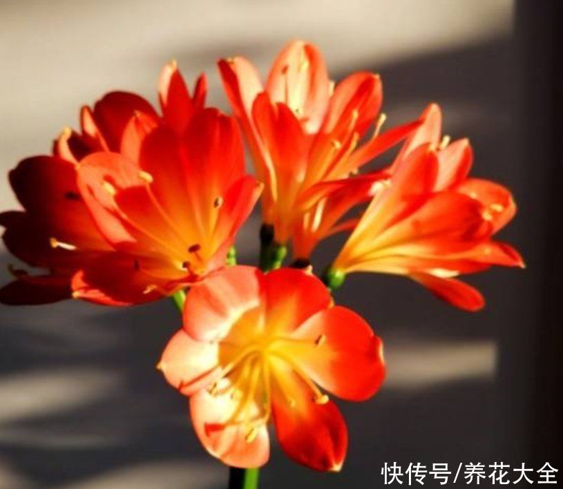 赤玉土|常见植物的配土方式，记住了不吃亏，植物越长越壮