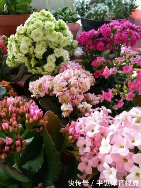 爆盆|想要长寿花花苞多?家里2种垃圾不要丢,掺在盆里开花爆盆