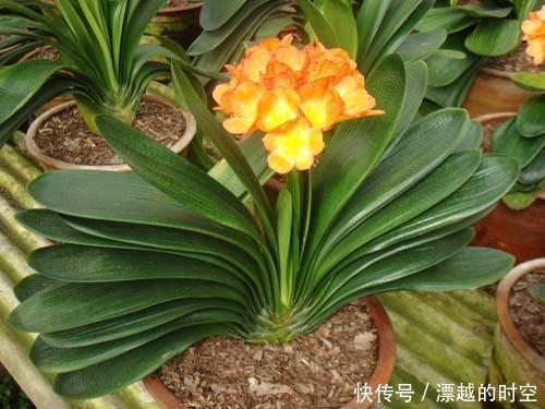 土壤|君子兰浇水,掐准“时间”,不早不晚“刚刚好”,养出肥厚好叶片