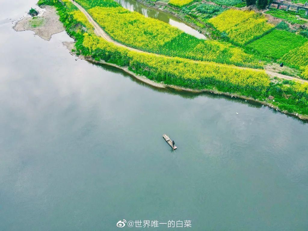 老年|成都油菜花“千岛湖”，在这里……