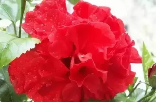 瑞香花|全国56市市花,太美了