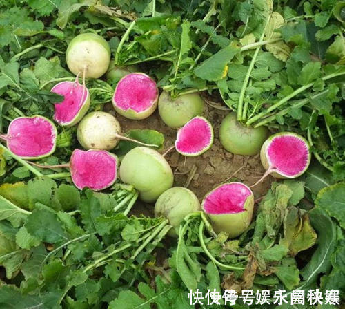 萝卜|补钙是西红柿的8倍,价钱却便宜很多,多给孩子吃,个子往上窜