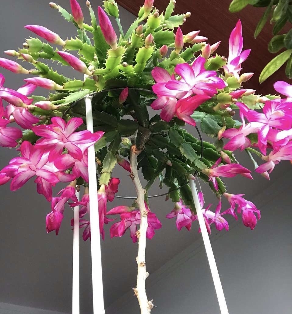 他养蟹爪兰,浇灌2种“肥水”,嗖嗖冒出“钢锯叶”,满盆开花