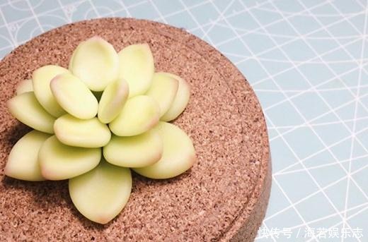 休眠期|夏天多肉养不活那是你没找对方法,学一招帮它度过休眠期!