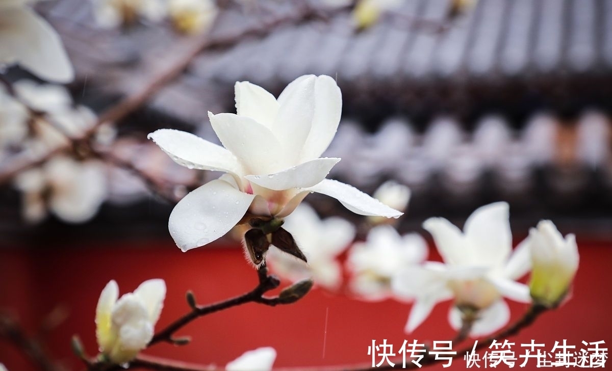 4种年宵花,盆栽美丽、插花诗意,高端大气春暖花开、幸福四季